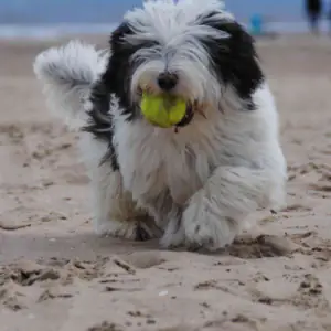 Polish Lowland Sheepdog