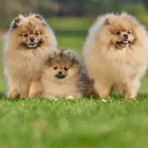 Pomeranian