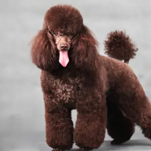 Poodle (Miniature)