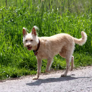 Portuguese Podengo (Large Wire Haired)