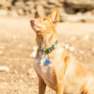 Portuguese Podengo (Medium Smooth Haired)