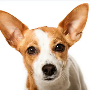 Portuguese Podengo (Small Smooth Haired)