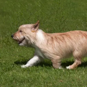 Portuguese Podengo (Small Wire Haired)