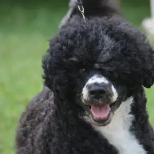Portuguese Water Dog