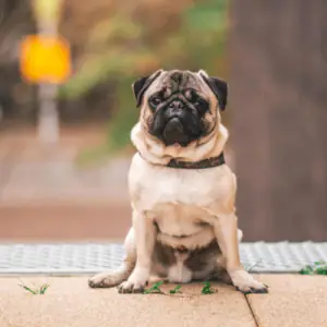 Pug