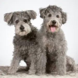 Pumi