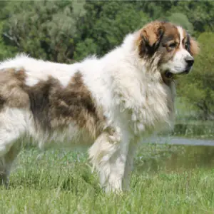 Pyrenean Mastiff