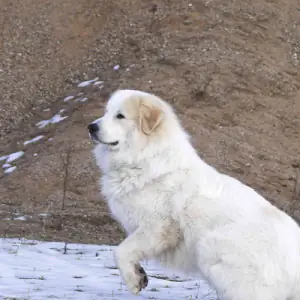 Pyrenean Mountain Dog