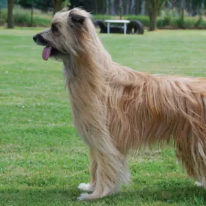 Pyrenean Sheepdog Longhaired