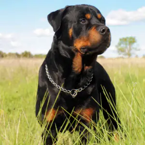 Rottweiler