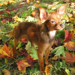 Russian Toy (Long Haired)
