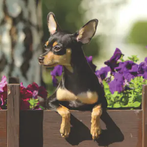 Russian Toy (Smooth Haired)