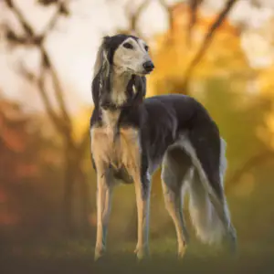 Saluki