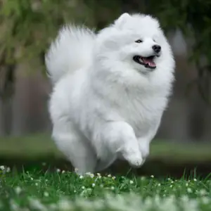 Samoyed