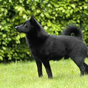 Schipperke