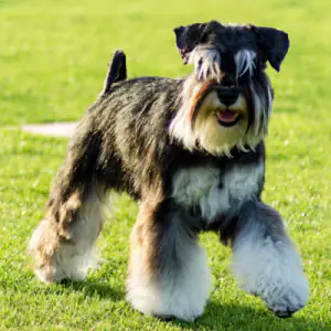 Schnauzer (Miniature)