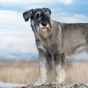 Schnauzer