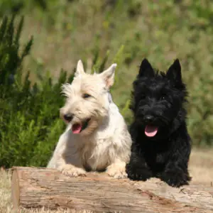 Scottish Terrier