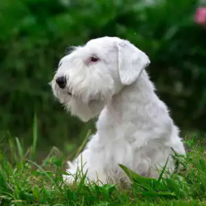 Sealyham Terrier