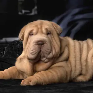 Shar Pei