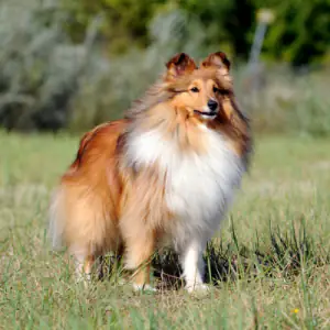 Shetland Sheepdog