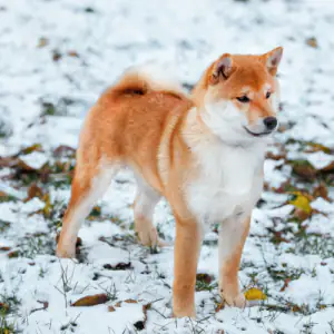 Shiba Inu