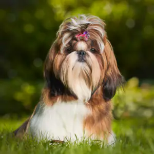 Shih Tzu