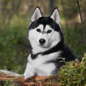 Siberian Husky