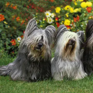 Skye Terrier