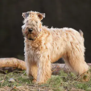 Soft Coated Wheaten Terrier