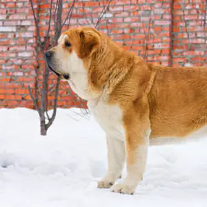 Spanish Mastiff