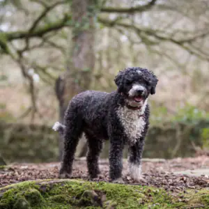 Spanish Water Dog
