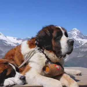 St Bernard