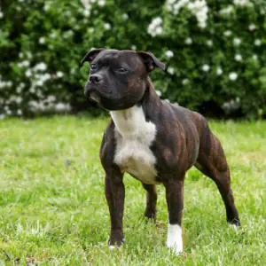 Staffordshire Bull Terrier
