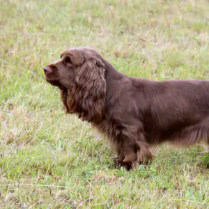 Sussex Spaniel