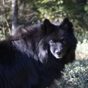 Swedish Lapphund