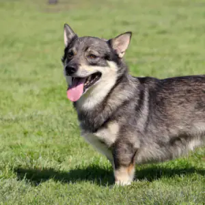 Swedish Vallhund