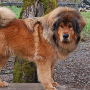 Tibetan Mastiff