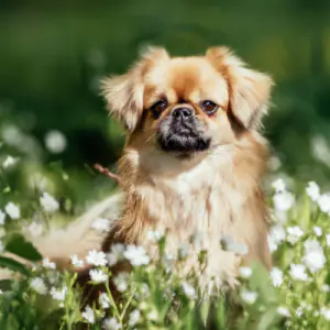 Tibetan Spaniel