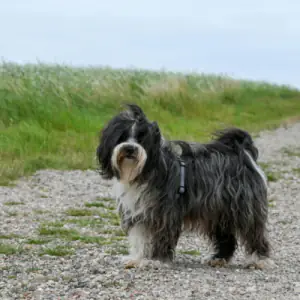 Tibetan Terrier