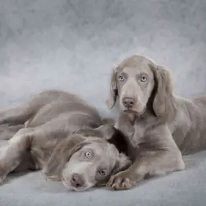 Weimaraner (Long-haired)