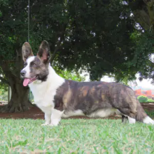 Welsh Corgi (Cardigan)