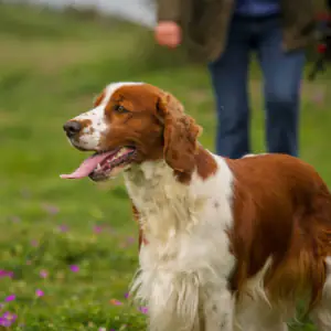 Welsh Springer Spaniel