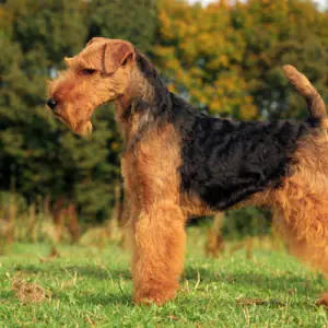 Welsh Terrier