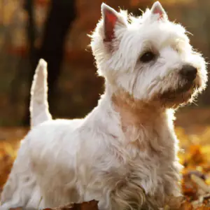 West Highland White Terrier