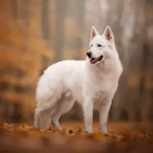 White Swiss Shepherd Dog
