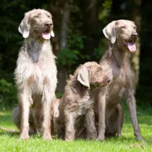 Wirehaired Slovakian Pointer