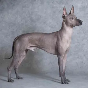 Xoloitzcuintle (Intermediate)