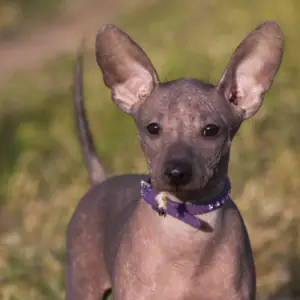 Xoloitzcuintle (Miniature)