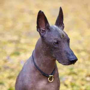 Xoloitzcuintle (Standard)